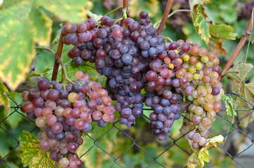 ripe grapes in the vineyard