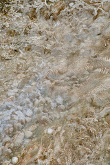 Colorful bands of thermophilic bacteria in Yellowstone National Park