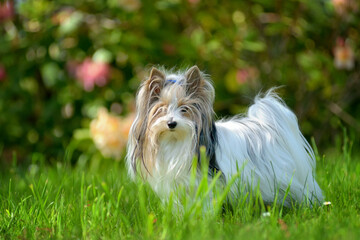 Yorkshire terrier (biewer) standing in the grass