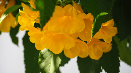 Close-up Yellow Flowers, Tecoma stans Yellow Bell, Ornamental Africa, on blurred white background, abstract.