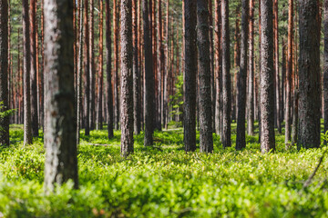Background pine forest with green lush blueberry grass. Focus in foreground, blurred background.