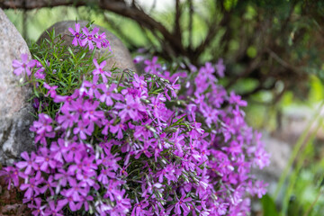 purple flowers in the garden