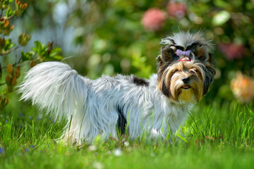 Yorkshire terrier (biewer) standing in the grass