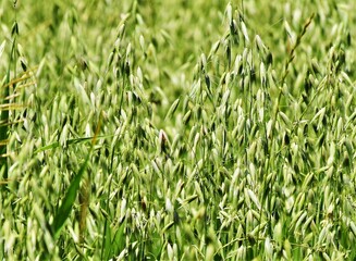 green wheat field