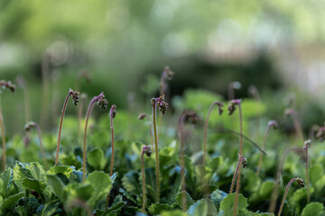 green grass and flowers