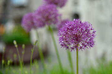 Purple garlic flower in the meadow