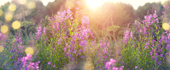 purple flowers Ivan-tea, kiprei on meadow. gentle flower garden in sunset. summer season. copy...