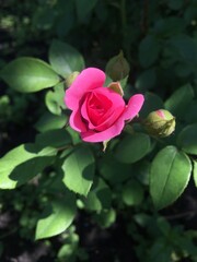 pink rose in garden