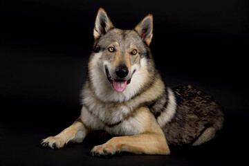 Dog (Czechoslovakian Wolfdog) lying in studio on black background