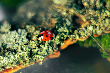 ladybug close-up on tree bark