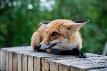 red fox vulpes