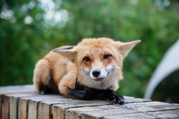 red fox 