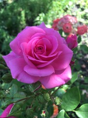pink roses in garden