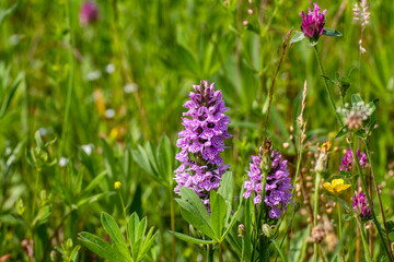 Wild Orchid in the field