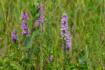Wild orchid in the field