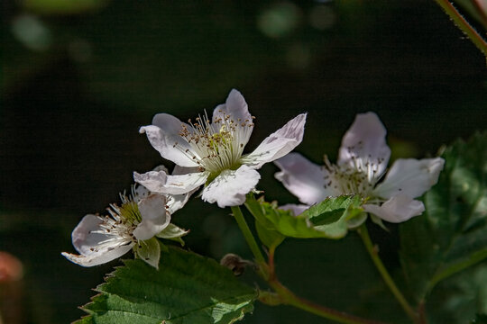 Blossom of the Blackbarry