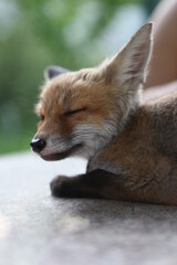 little red fox is sleeping
