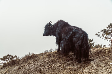 Beautiful male yak with big horns and black fur stands on a fog mountain hill slope of Himalaya, Nepal. Himalaya landscape and mountain views.
