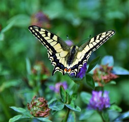 butterfly on a flower