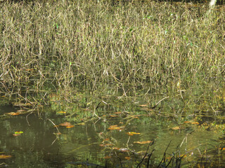 Close-up of swamp grass in the water