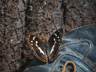A large Purple Emperor butterfly (Apatura ilia) sitting on a shoe in a sunny summer day. Travel concept