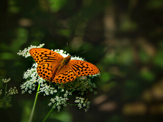 A bright orange large mother of pearl butterfly sitting on a white flower against blurred green grass. Close up