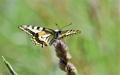 butterfly on a flower