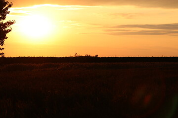 wonderful summer colorful flowers, sun