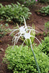 fresh herbs in the garden