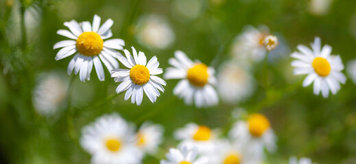 Fototapeta premium Daisies in the meadow. Macro photography, narrow focus.