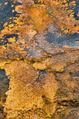 Colorful bands of thermophilic bacteria in Yellowstone National Park