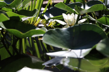wonderful summer colorful flowers, sun