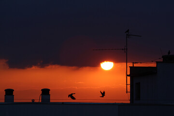 Czerwony zachód słońca i sylwetka budynku i ptaków latających nad dachem - obrazy, fototapety, plakaty