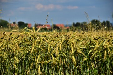 wheat field in the summer
