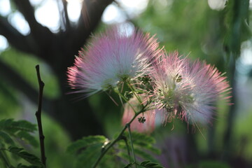 wonderful summer colorful flowers, sun