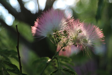 wonderful summer colorful flowers, sun