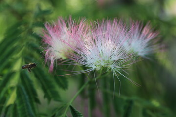 wonderful summer colorful flowers, sun