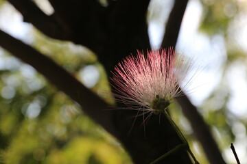 wonderful summer colorful flowers, sun