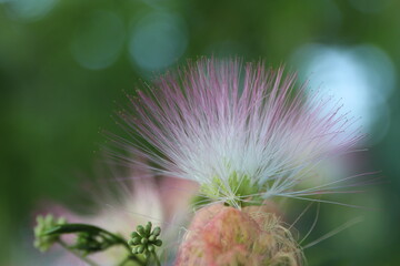 wonderful summer colorful flowers, sun