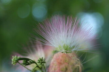 wonderful summer colorful flowers, sun