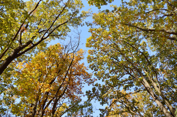 tree crowns in colorful autumn colors with blue sky in the background