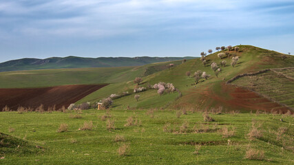 Obraz premium Beautiful hills with grass and flowers. Nature view on a green meadow with a blue sky background. Hillside in mountains near the village in the morning light