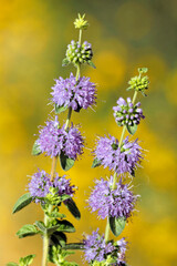 Penniroyal (Mentha pulegium)