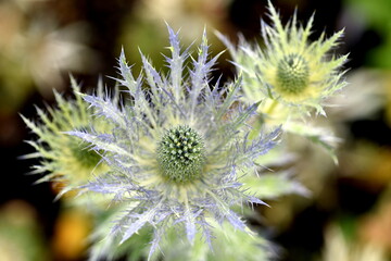 Nahaufnahme von Mannstreu-Blüten