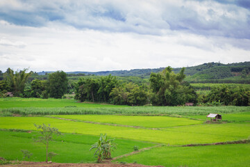 Fototapeta na wymiar Landscape photo of rice in thailand
