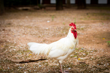 White chicken looking for food