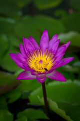 Purple lotus blossoms or water lily flowers blooming on pond