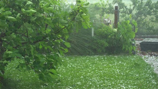 4K footage outdoors in garden, huge hail stones, hailstorm, thunderstorm damaging trees and falling down on grass on bad weather day in summer
