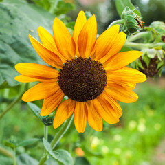 Orange flower in the garden