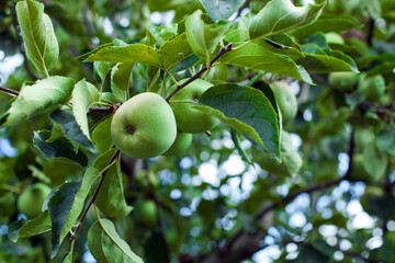 Handpicking organic apples from the tree